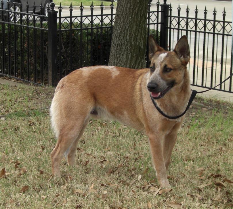 Nutmeg, an adoptable Australian Cattle Dog / Blue Heeler, Terrier in Dallas, TX, 75211 | Photo Image 3
