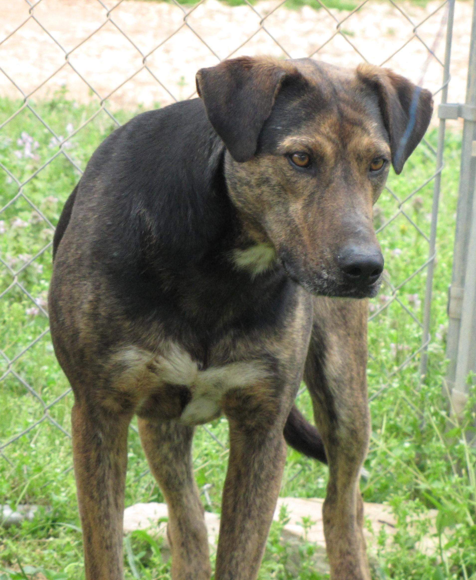 Paul, an adoptable German Shepherd Dog, Labrador Retriever in Oakland, AR, 72661 | Photo Image 2