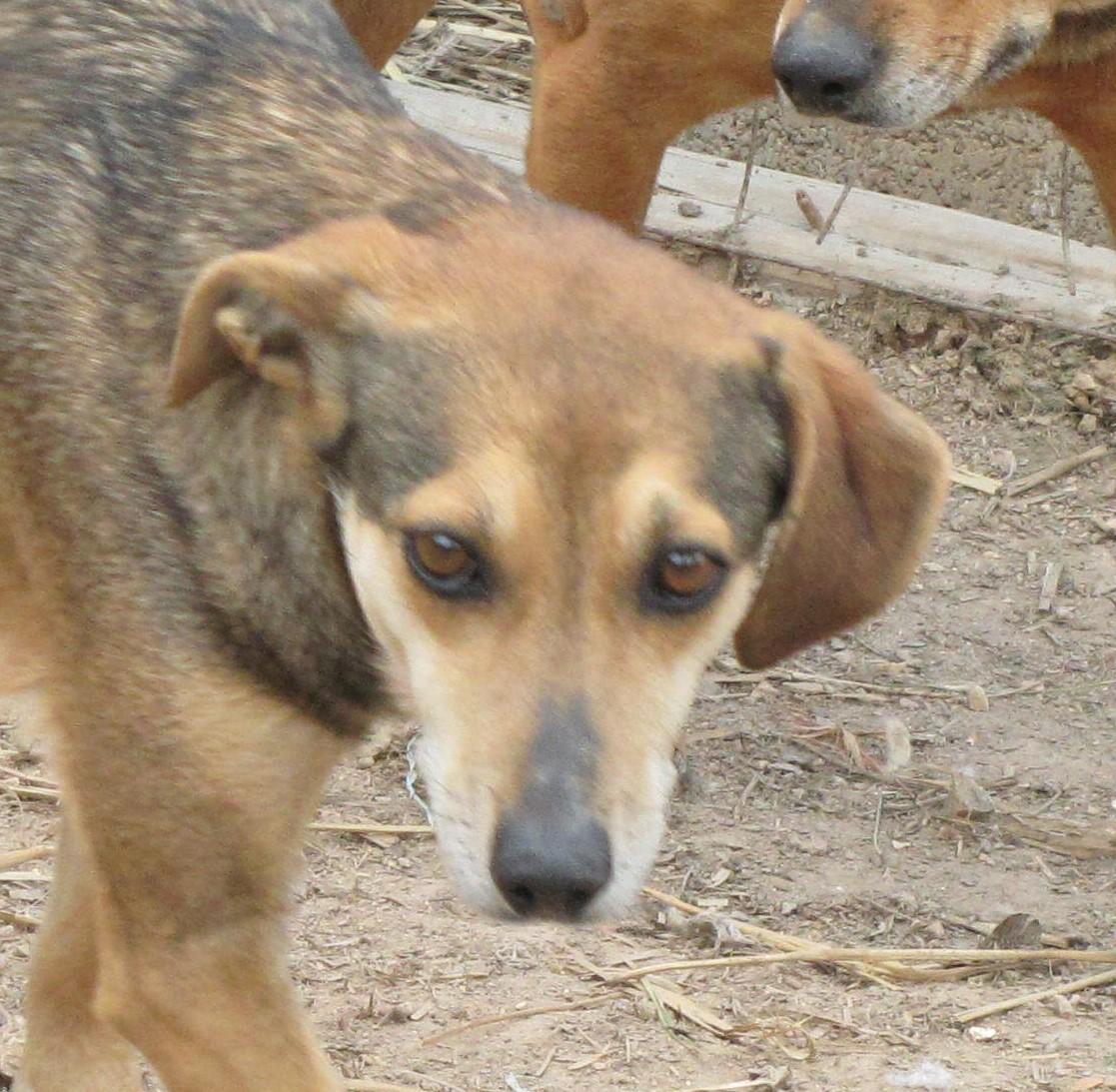 Fern, an adoptable Beagle, Hound in Oakland, AR, 72661 | Photo Image 1