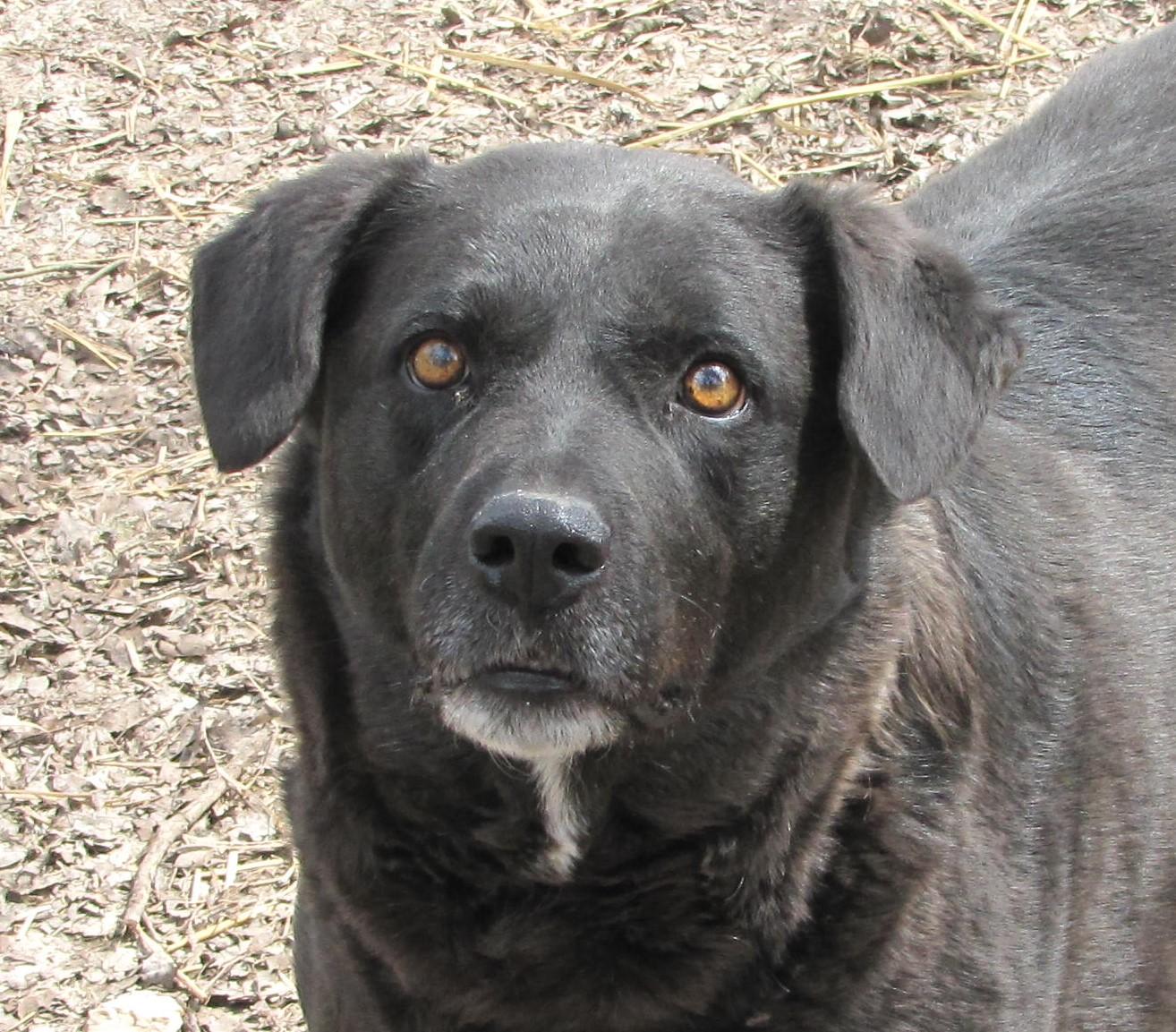 Shep, an adoptable Labrador Retriever in Oakland, AR, 72661 | Photo Image 1