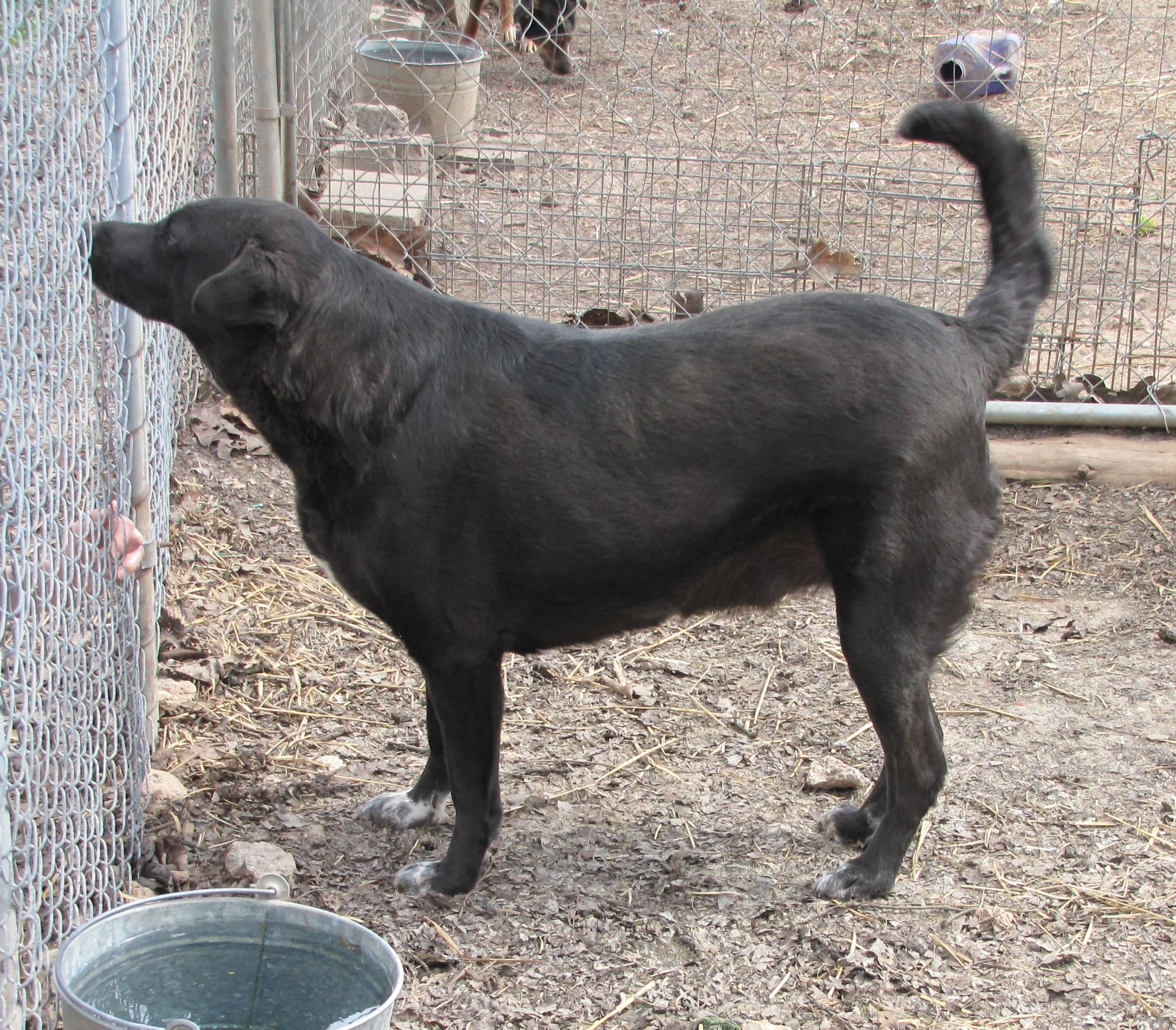 Shep, an adoptable Labrador Retriever in Oakland, AR, 72661 | Photo Image 2