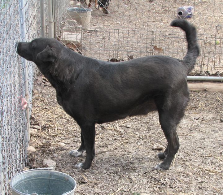 Shep, an adoptable Labrador Retriever Mix in Oakland, AR_image-2