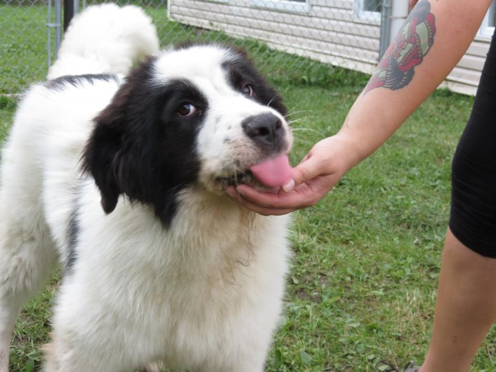 maylo, an adopted Husky & Newfoundland Dog Mix in Vaudreuil-Dorion, QC_image-1