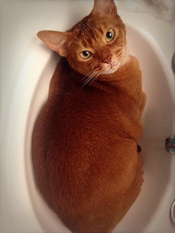 Rocko, an adopted Abyssinian in Acushnet, MA_image-1