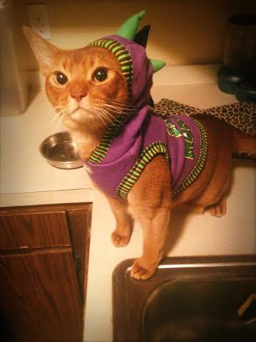 Rocko, an adopted Abyssinian in Acushnet, MA_image-2