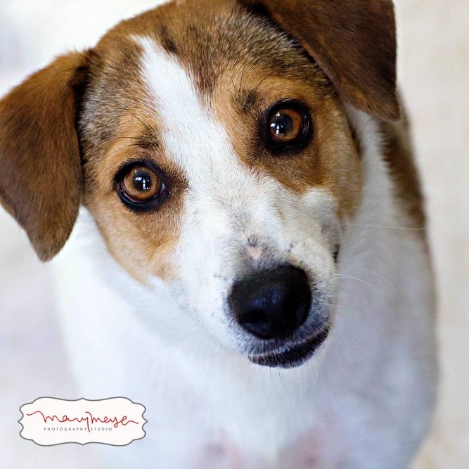 DEE DEE, A JACK RUSSELL TERRIER MIX GIRL!  **I HAVE A VIDEO!**