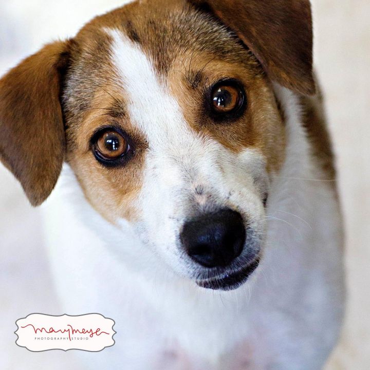 DEE DEE, A JACK RUSSELL TERRIER MIX GIRL!  **I HAVE A VIDEO!** 1