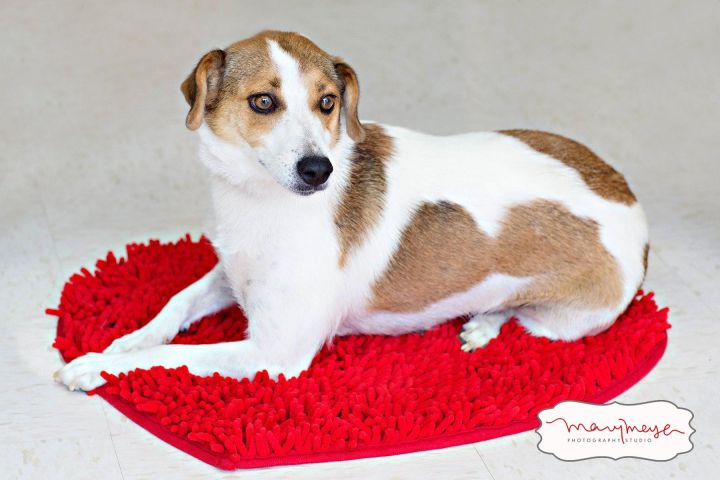DEE DEE, A JACK RUSSELL TERRIER MIX GIRL!  **I HAVE A VIDEO!** 2