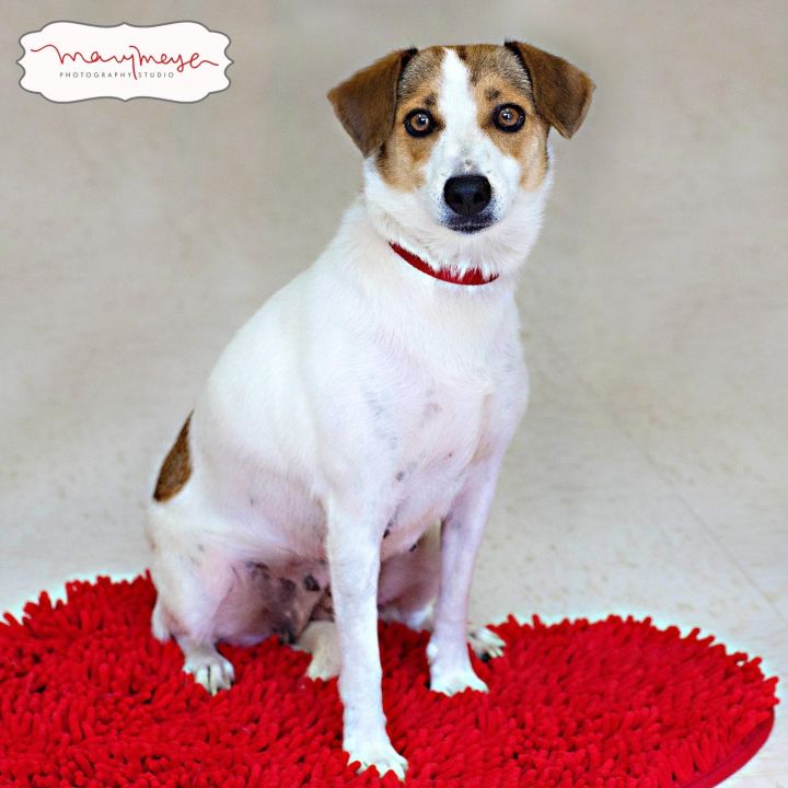 DEE DEE, A JACK RUSSELL TERRIER MIX GIRL!  **I HAVE A VIDEO!** 3
