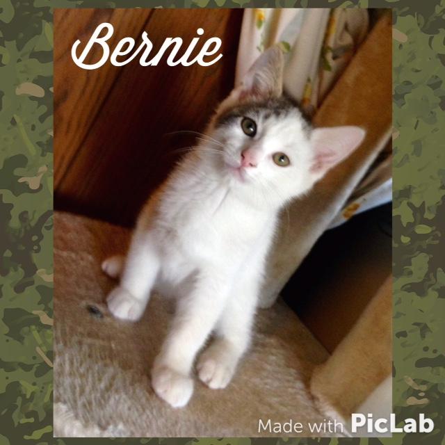 Bernie 1