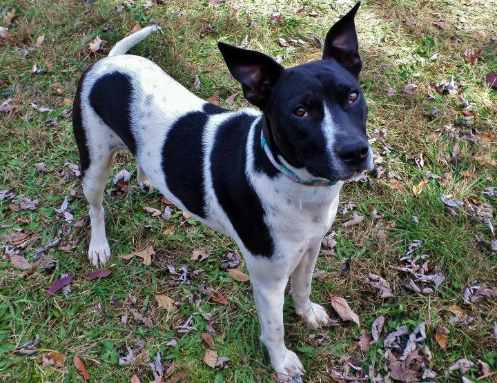 Fox terrier store bull terrier mix