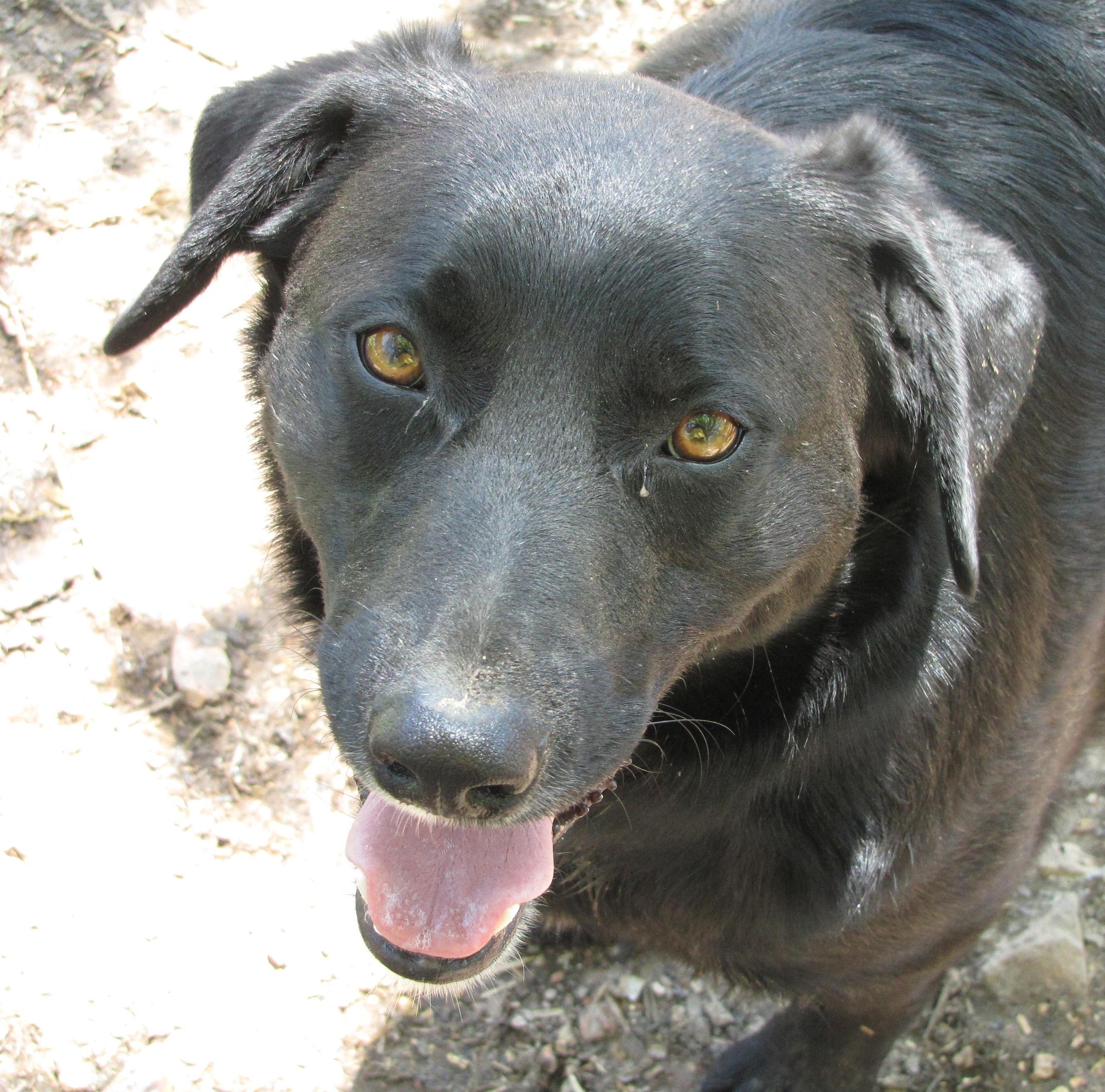 Buddy Boy, an adoptable Labrador Retriever in Oakland, AR, 72661 | Photo Image 1