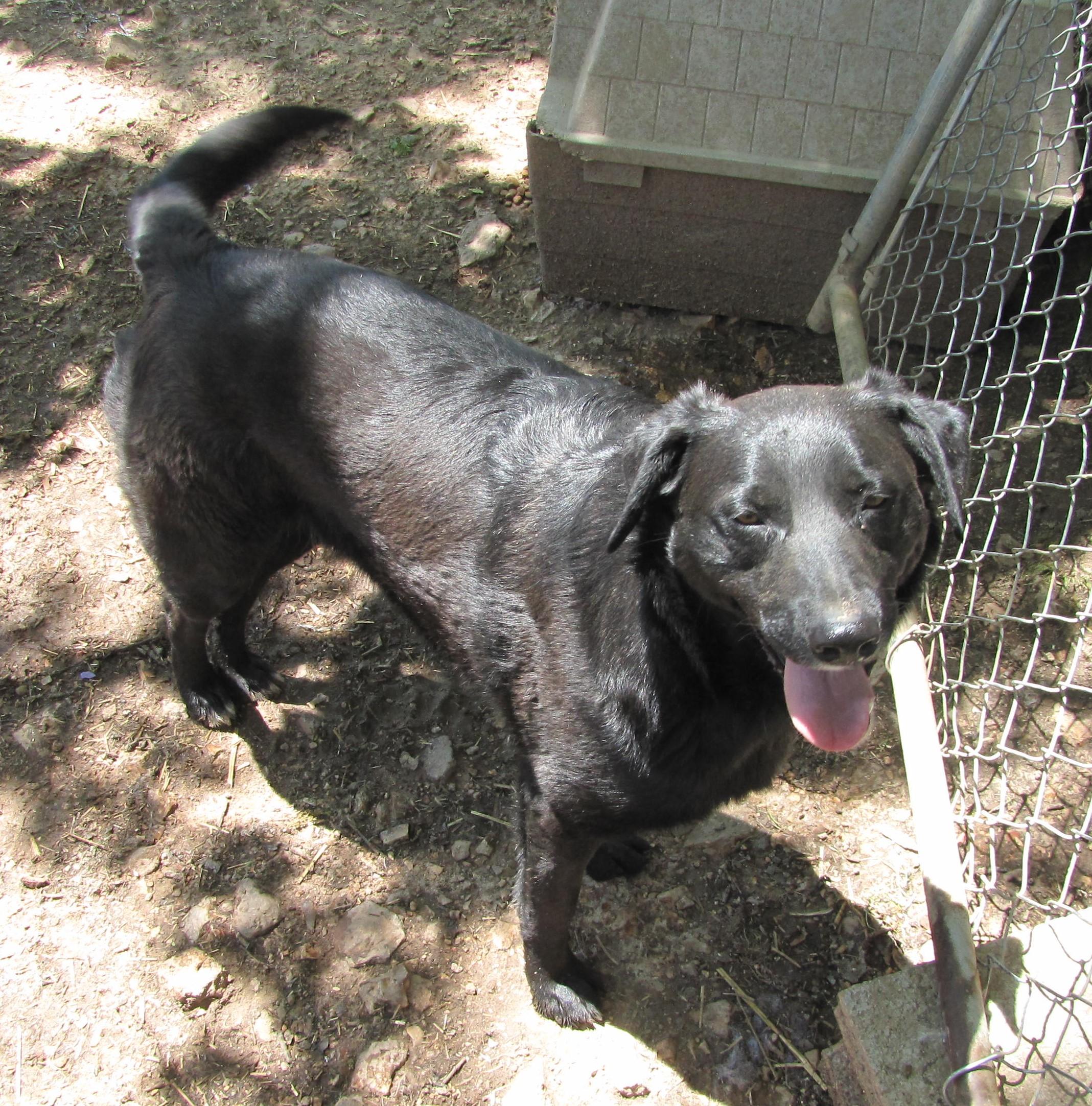 Buddy Boy, an adoptable Labrador Retriever in Oakland, AR, 72661 | Photo Image 3