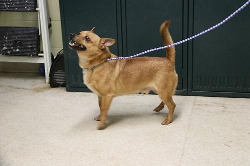 Dan, an adoptable Chihuahua, Shiba Inu in Woodbridge, CT, 06525 | Photo Image 1