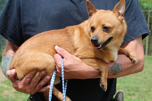 Dan, an adoptable Chihuahua, Shiba Inu in Woodbridge, CT, 06525 | Photo Image 2