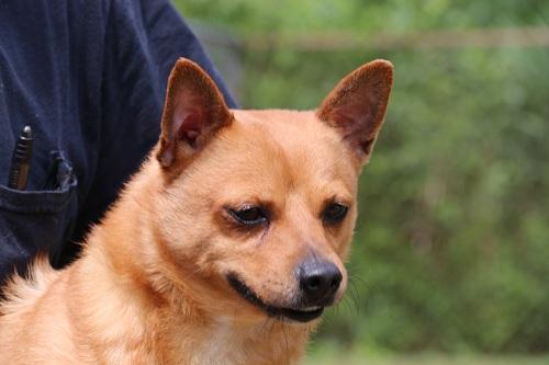 Dan, an adoptable Chihuahua, Shiba Inu in Woodbridge, CT, 06525 | Photo Image 3