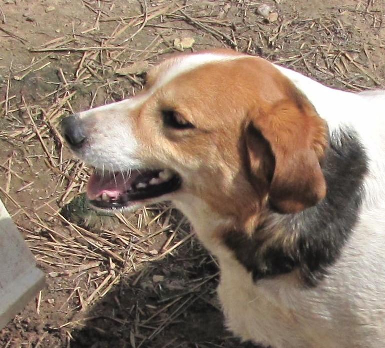 Louise, an adoptable Beagle in Oakland, AR, 72661 | Photo Image 1