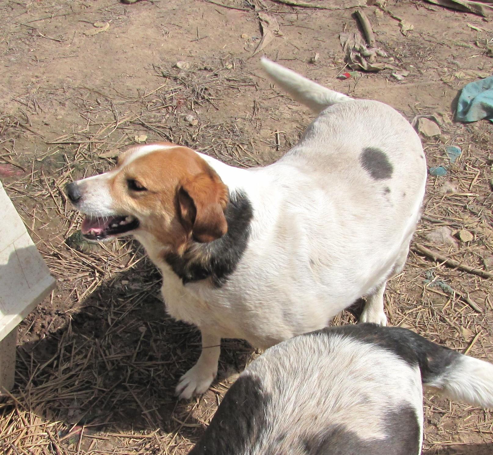 Louise, an adoptable Beagle in Oakland, AR, 72661 | Photo Image 2