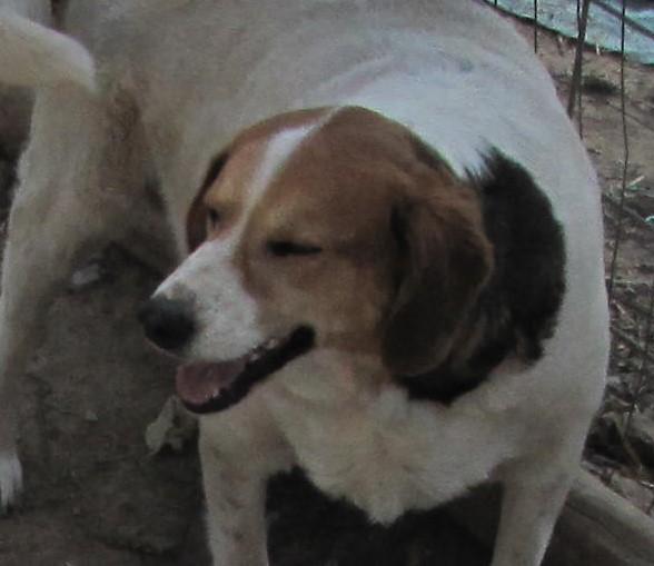 Louise, an adoptable Beagle in Oakland, AR, 72661 | Photo Image 3
