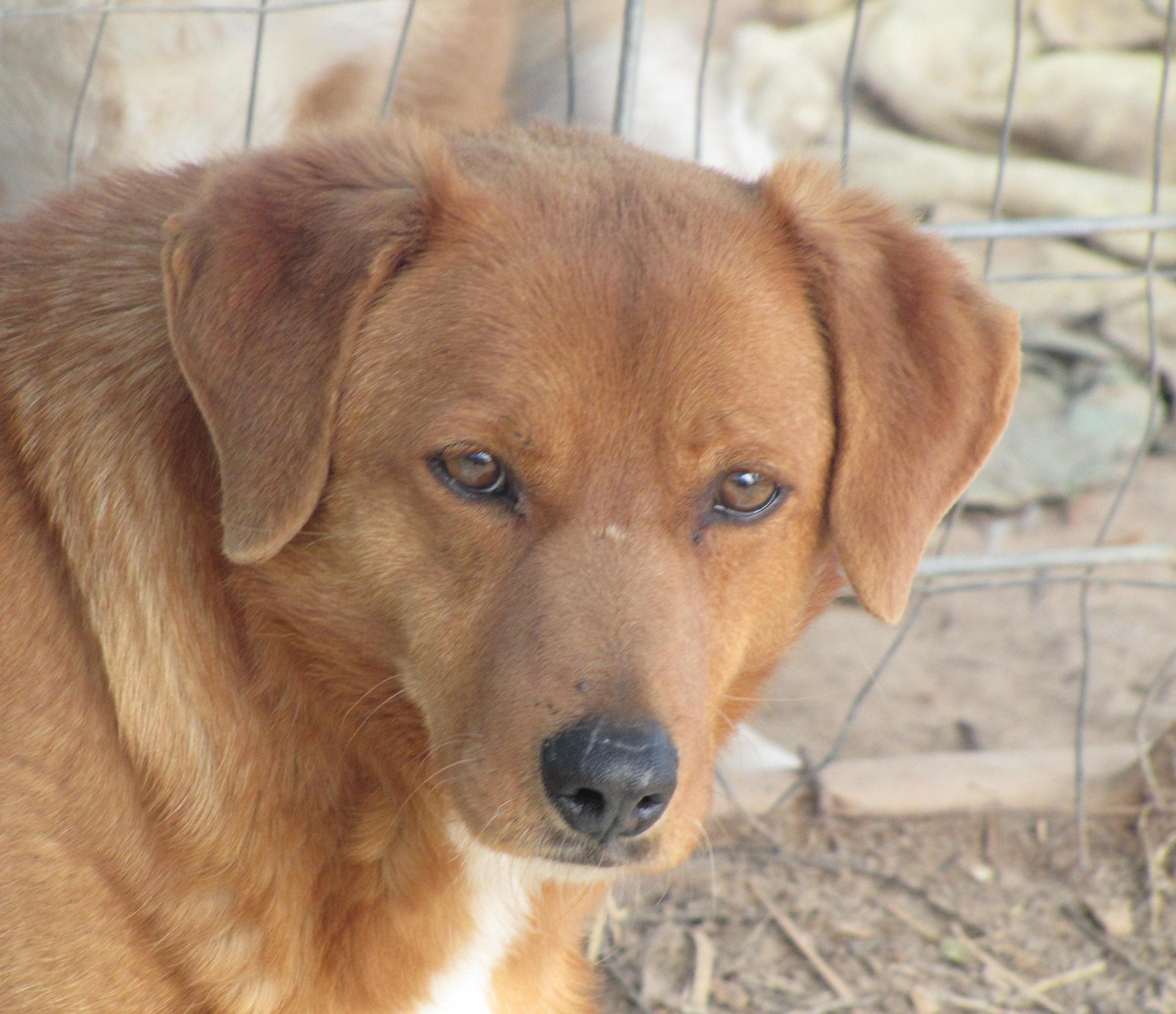 Buster Brown, an adoptable Corgi, Labrador Retriever in Oakland, AR, 72661 | Photo Image 1