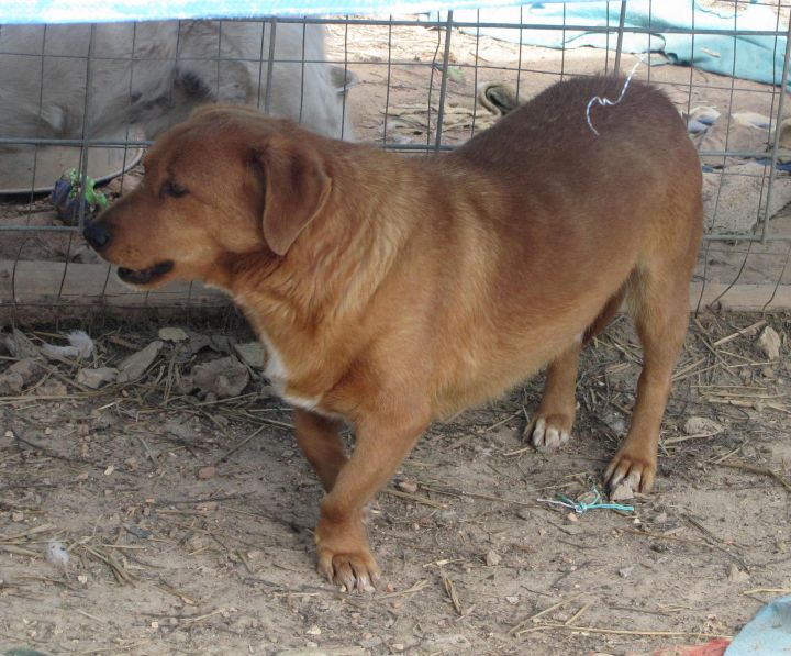 Banzai Trænge ind er der Dog for adoption - Buster Brown, a Corgi & Labrador Retriever Mix in  Oakland, AR | Petfinder