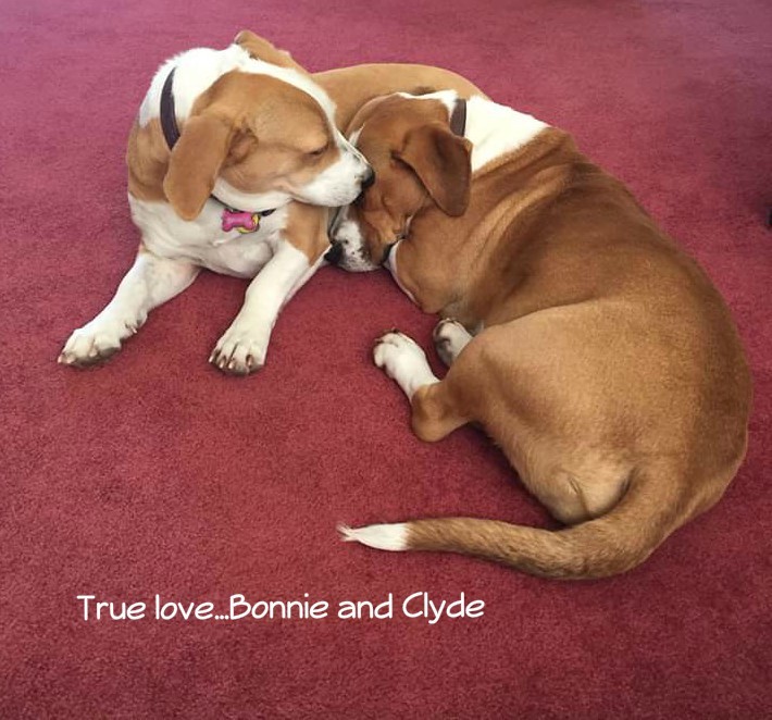 Bonnie and Clyde - Bonded Pair 1