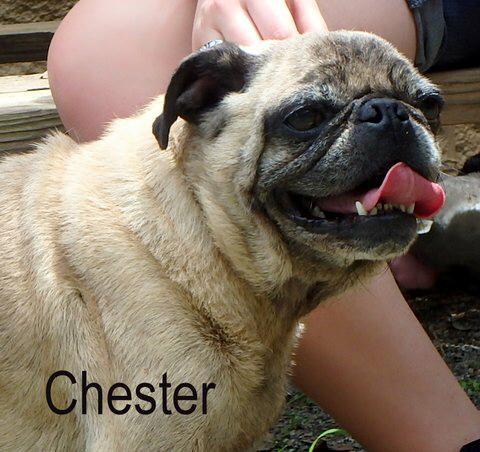 Chester detail page