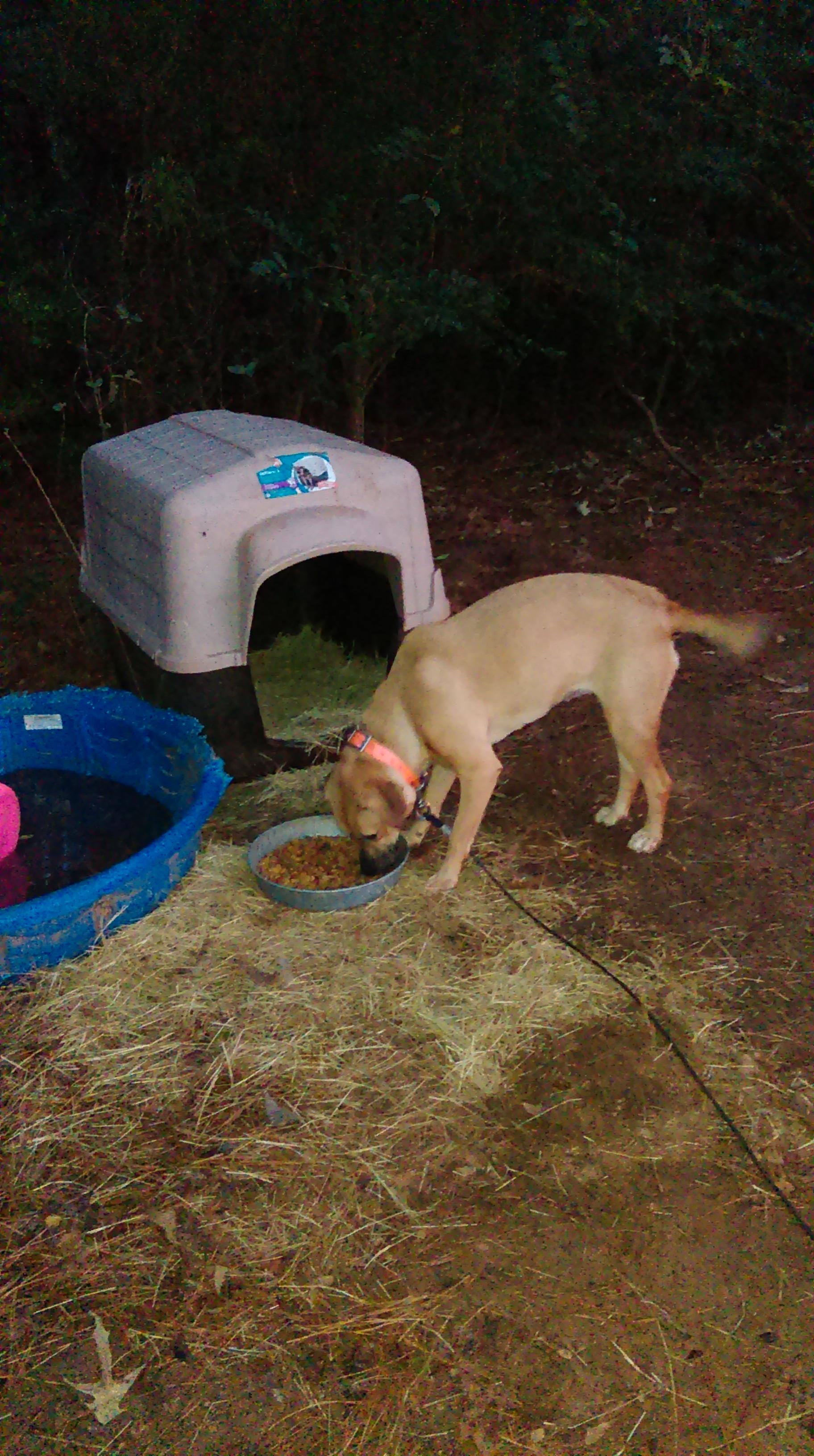 Suzie Q, an adoptable Yellow Labrador Retriever in Ruston, LA, 71273 | Photo Image 2