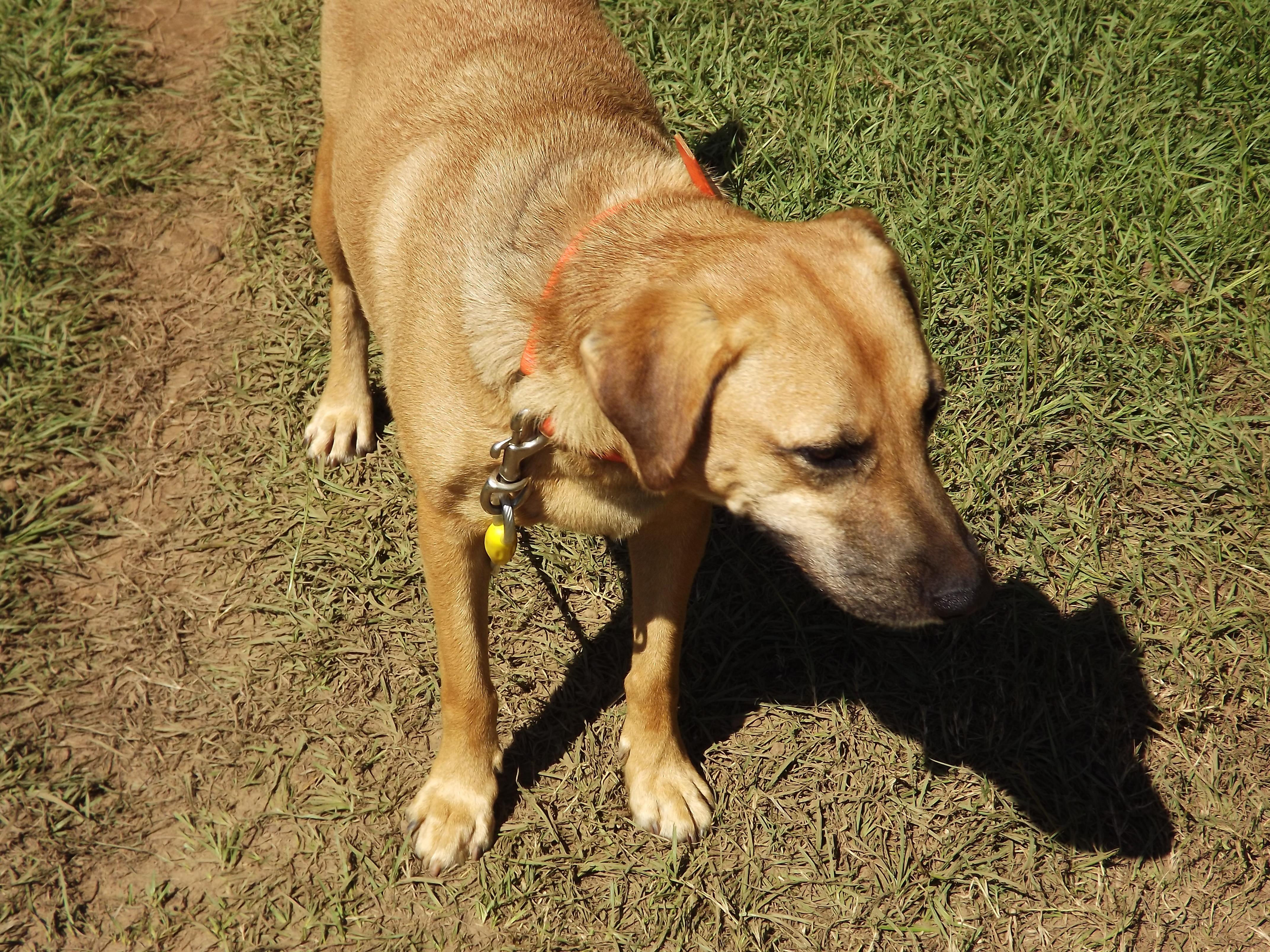 Suzie Q, an adoptable Yellow Labrador Retriever in Ruston, LA, 71273 | Photo Image 1