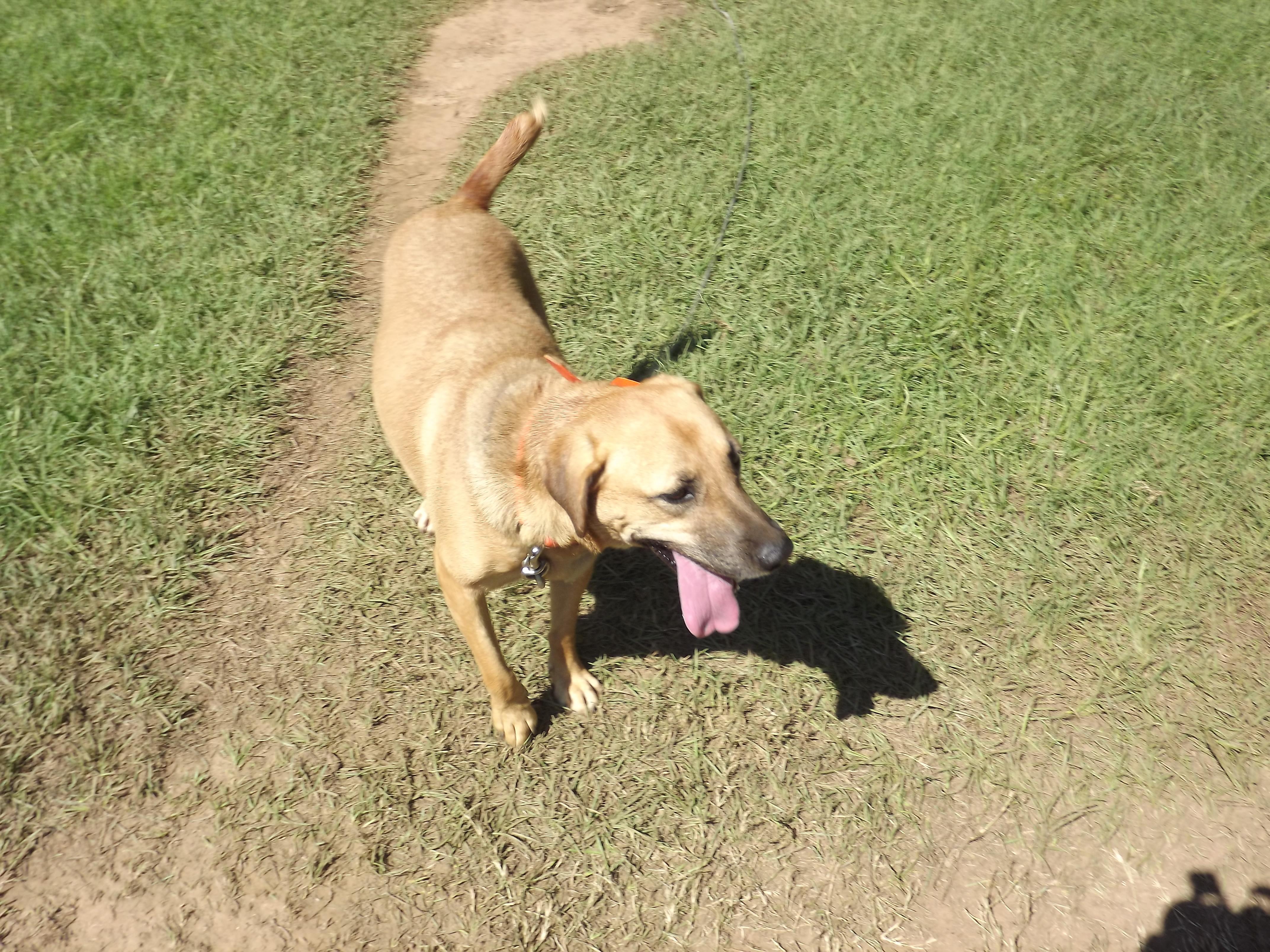 Suzie Q, an adoptable Yellow Labrador Retriever in Ruston, LA, 71273 | Photo Image 3