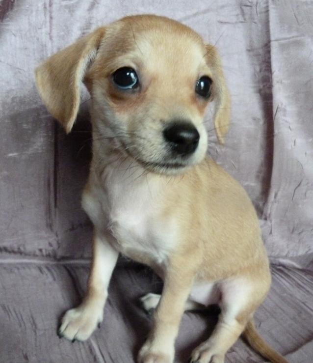 LADY-IS A PLAYFUL FUN CHI/DOXIE MIX BABY GIRL 1