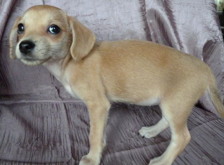 LADY-IS A PLAYFUL FUN CHI/DOXIE MIX BABY GIRL 2