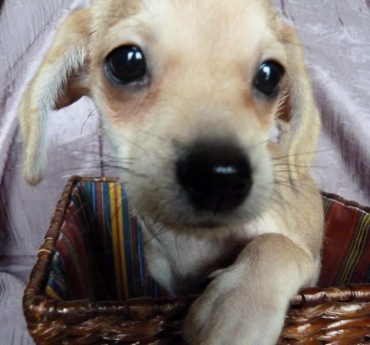 LADY-IS A PLAYFUL FUN CHI/DOXIE MIX BABY GIRL 3