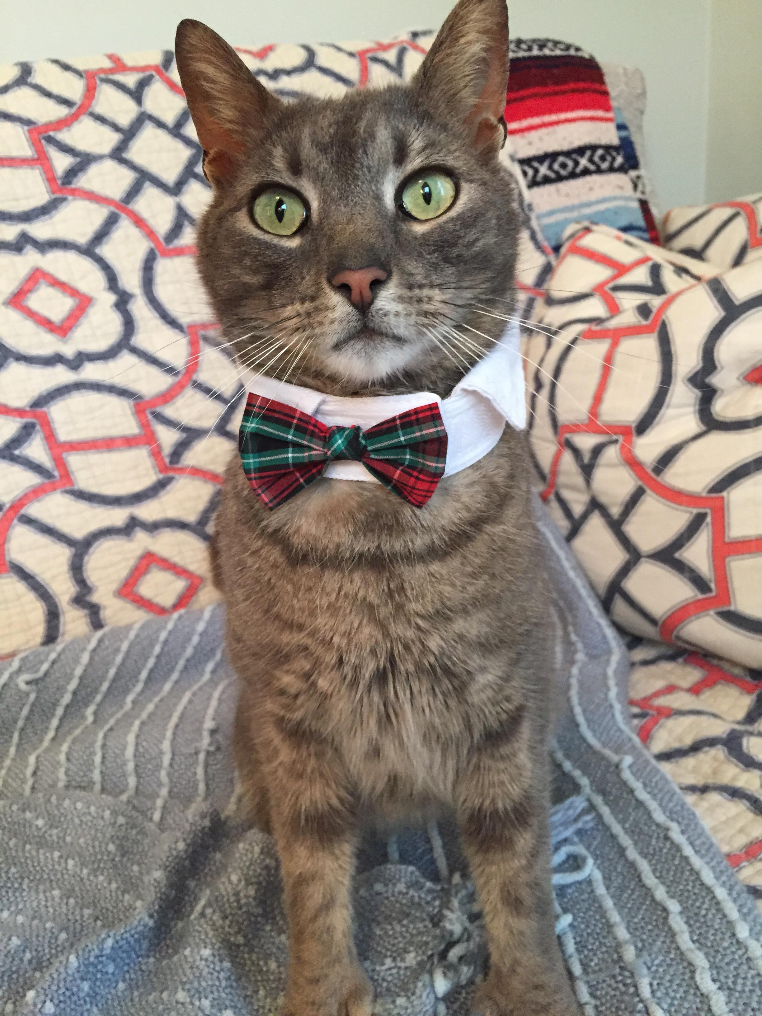 Ernest HAS A PERSONALITY OF A DOG!!!, an adoptable Domestic Short Hair in West Chester, PA, 19380 | Photo Image 2