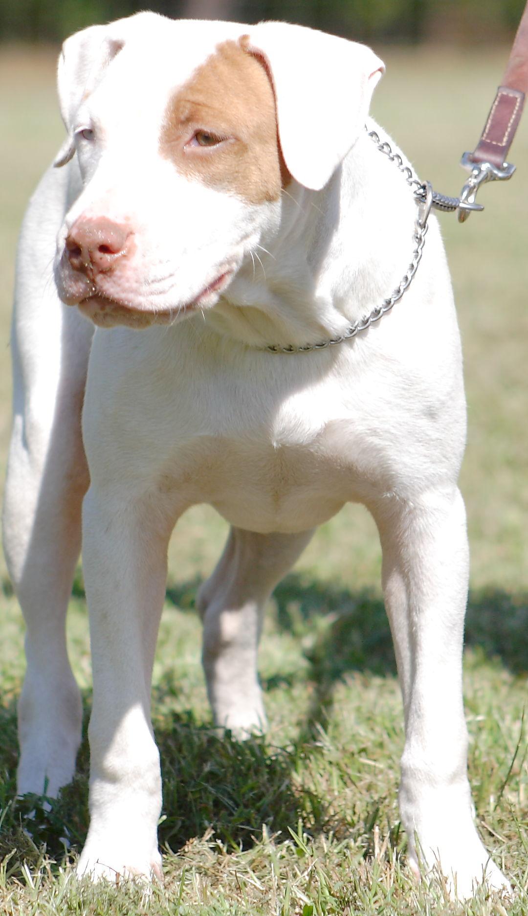 Sallie Mae, an adoptable American Bulldog, Foxhound in Ashland City, TN, 37015 | Photo Image 1