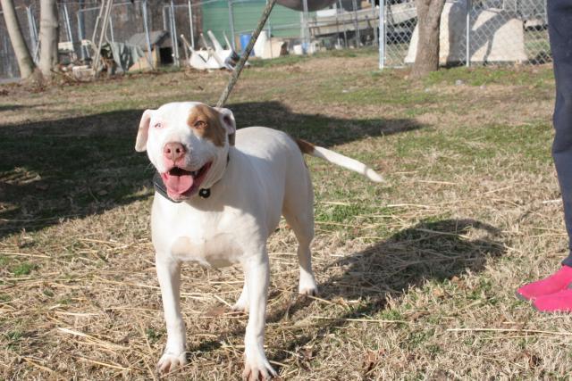 Sallie Mae, an adoptable American Bulldog, Foxhound in Ashland City, TN, 37015 | Photo Image 2