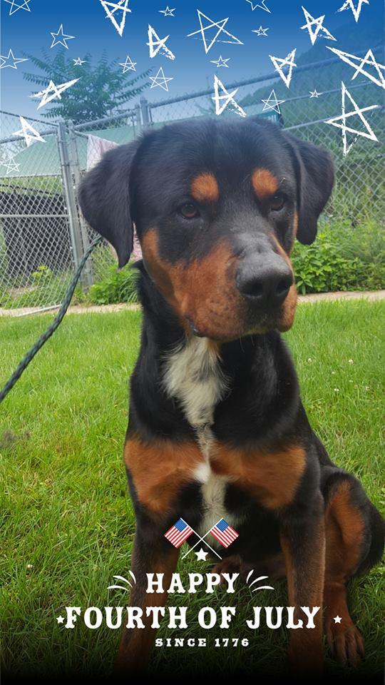 Brody, an adoptable Rottweiler, Catahoula Leopard Dog in Woodbridge, CT, 06525 | Photo Image 1