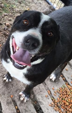 Bruno , an adoptable Australian Shepherd, Pit Bull Terrier in Kaufman, TX, 75142 | Photo Image 1