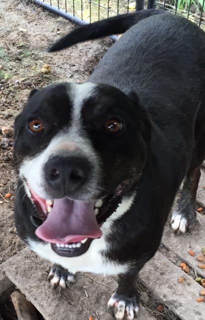 Bruno (sweet Aussie mix senior, age 12), an adoptable Australian Shepherd, Pit Bull Terrier in Kaufman, TX, 75142 | Photo Image 2