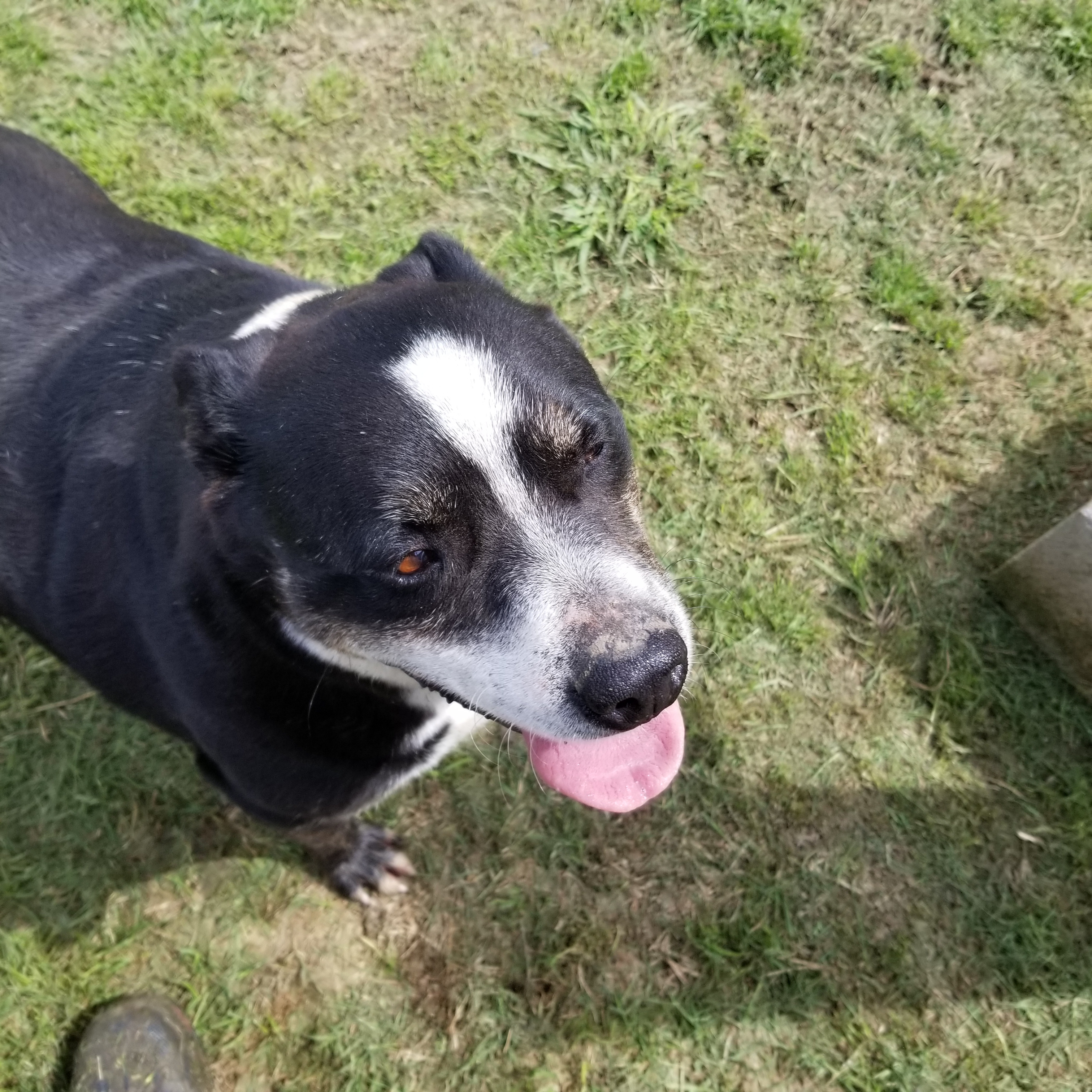 Bruno (sweet Aussie mix senior, age 12), an adoptable Australian Shepherd, Pit Bull Terrier in Kaufman, TX, 75142 | Photo Image 3