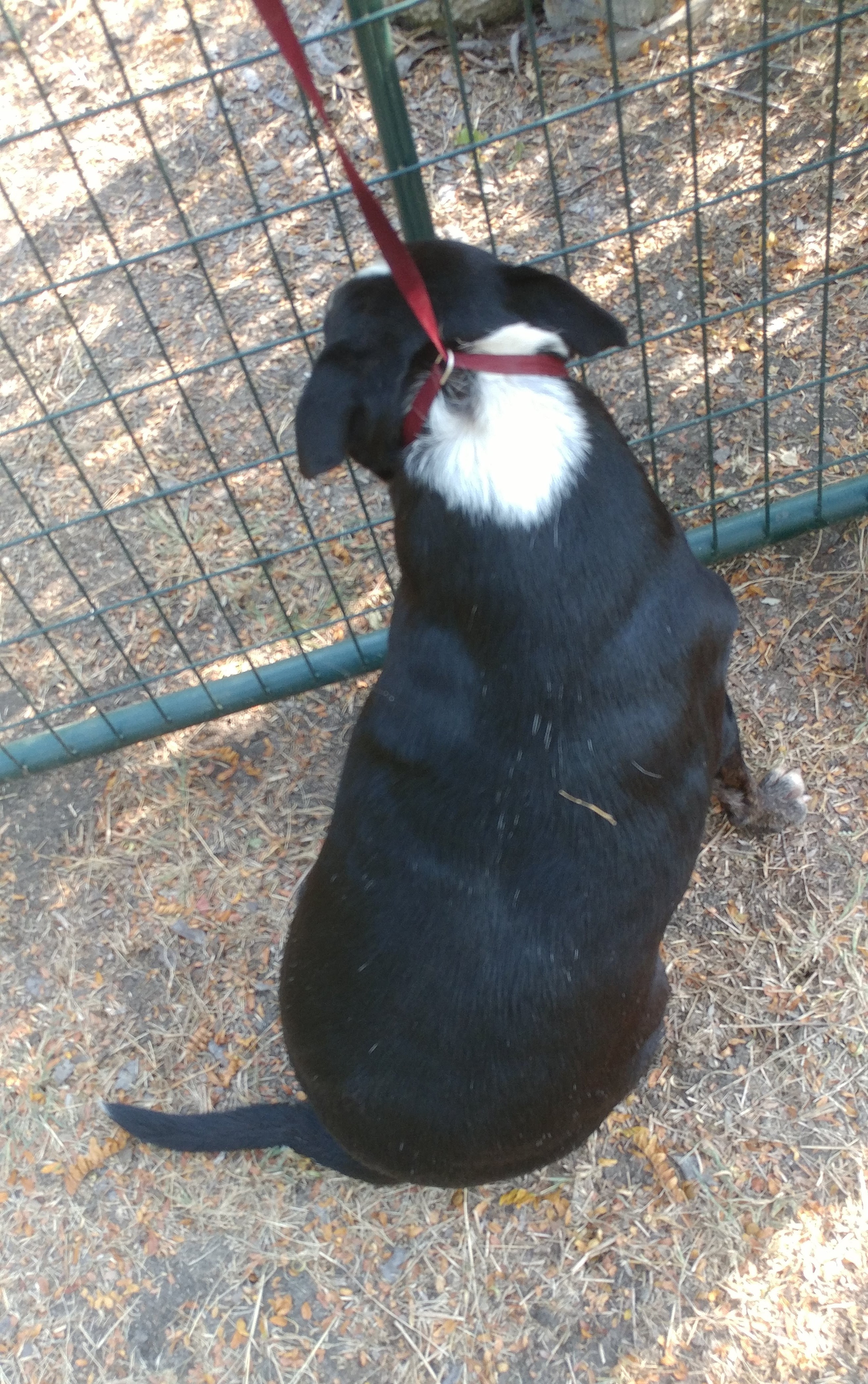 Bruno (sweet Aussie mix senior, age 12), an adoptable Australian Shepherd, Pit Bull Terrier in Kaufman, TX, 75142 | Photo Image 4