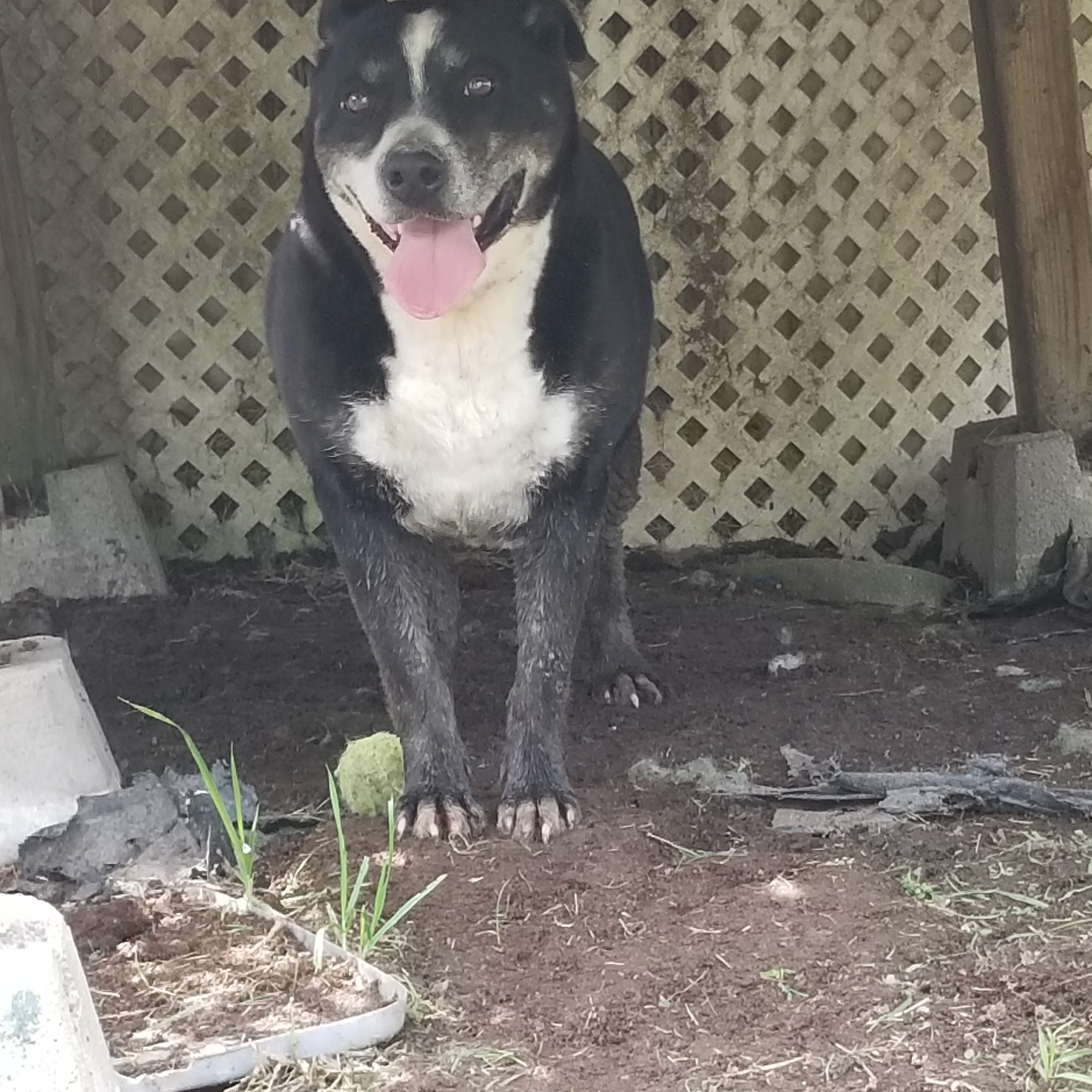 Bruno (sweet Aussie mix senior, age 12), an adoptable Australian Shepherd, Pit Bull Terrier in Kaufman, TX, 75142 | Photo Image 5