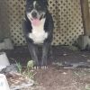 Bruno  photo 5