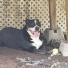 Bruno  photo 6
