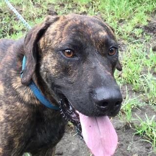 CashPlottie , an adoptable Plott Hound in Kaufman, TX, 75142 | Photo Image 1