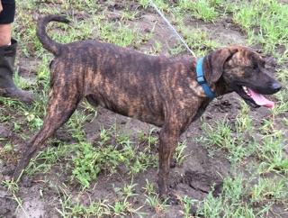 CashPlottie (sweet senior Plott Hound, age 12), an adoptable Plott Hound in Kaufman, TX, 75142 | Photo Image 2