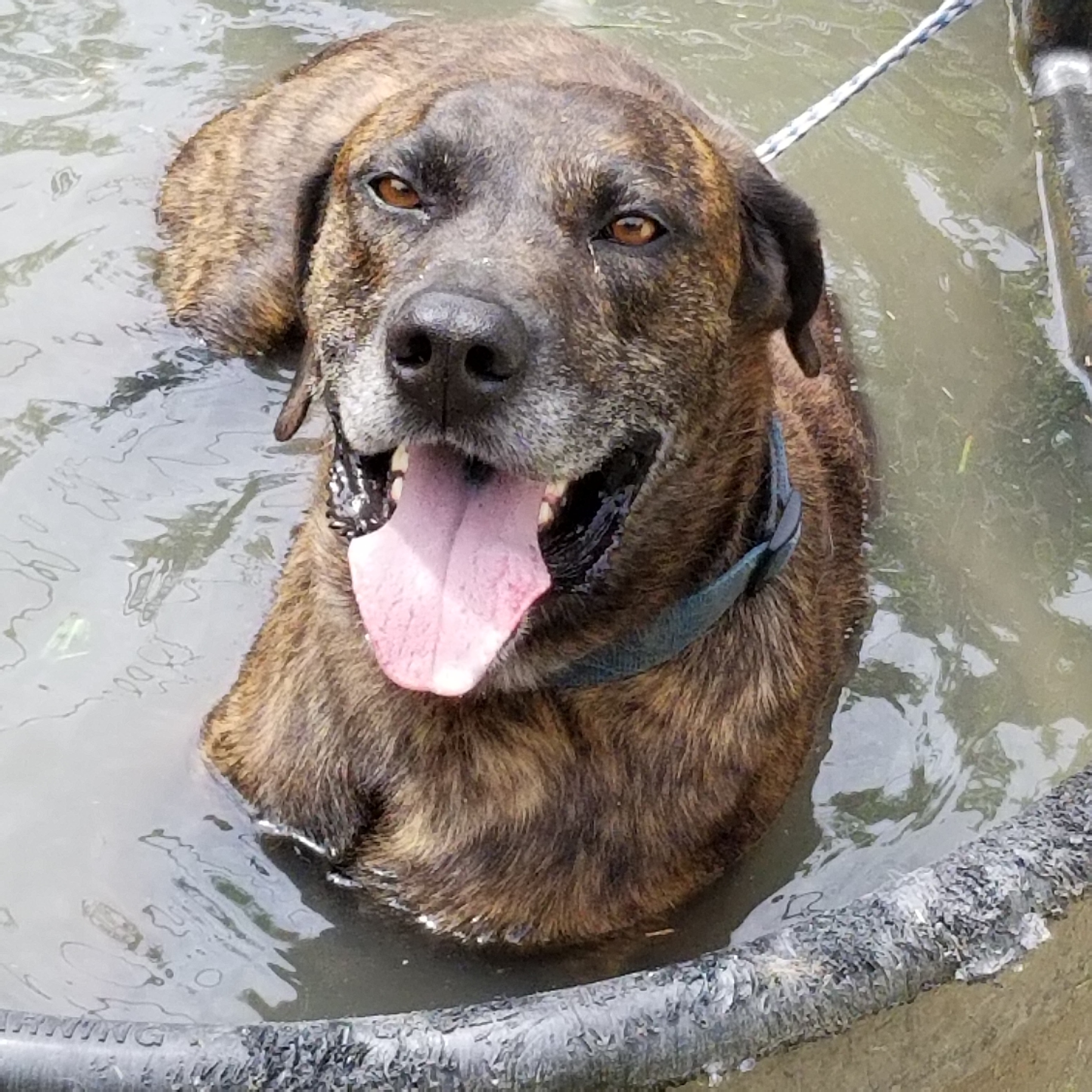 CashPlottie (sweet senior Plott Hound, age 12), an adoptable Plott Hound in Kaufman, TX, 75142 | Photo Image 4