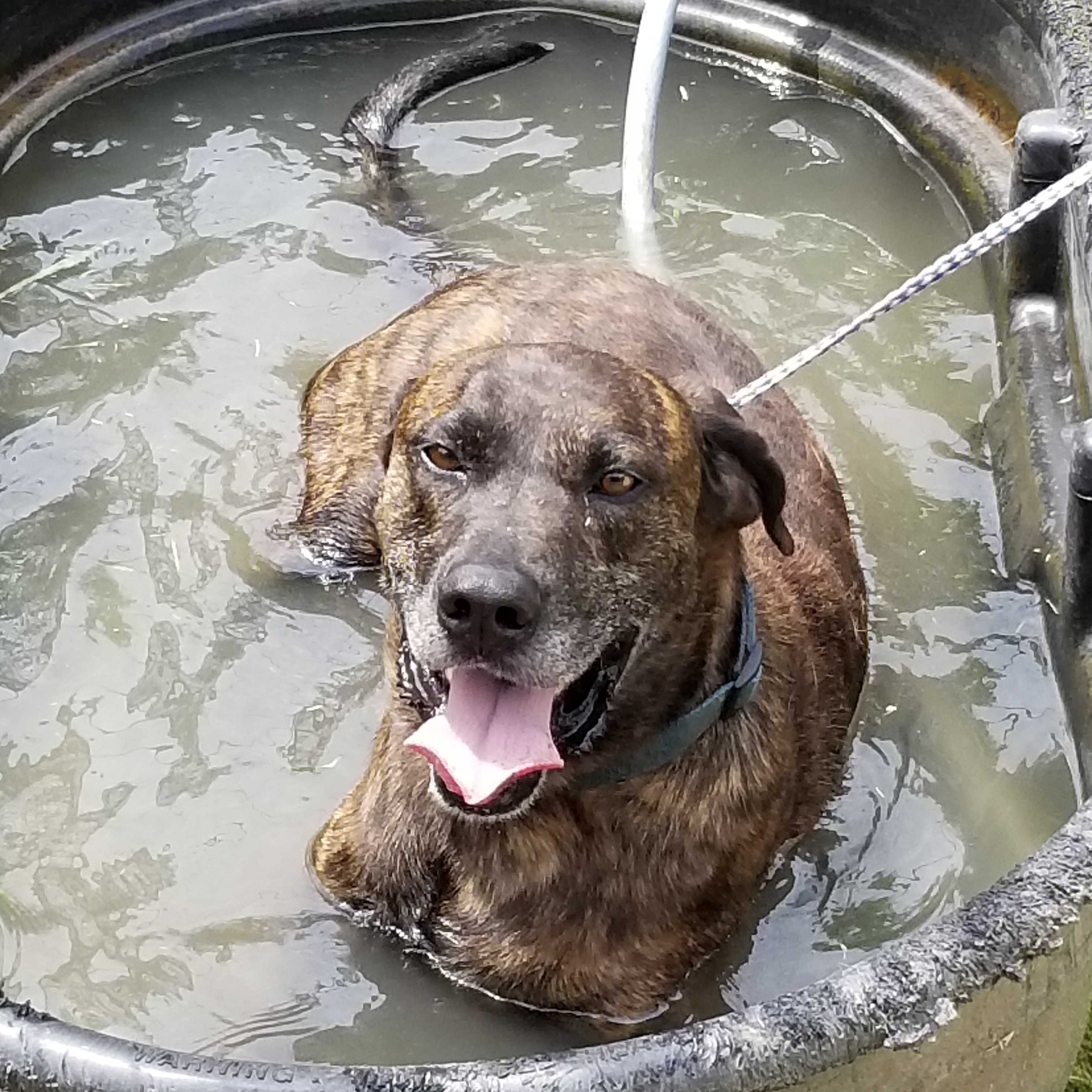 CashPlottie (sweet senior Plott Hound, age 12), an adoptable Plott Hound in Kaufman, TX, 75142 | Photo Image 5