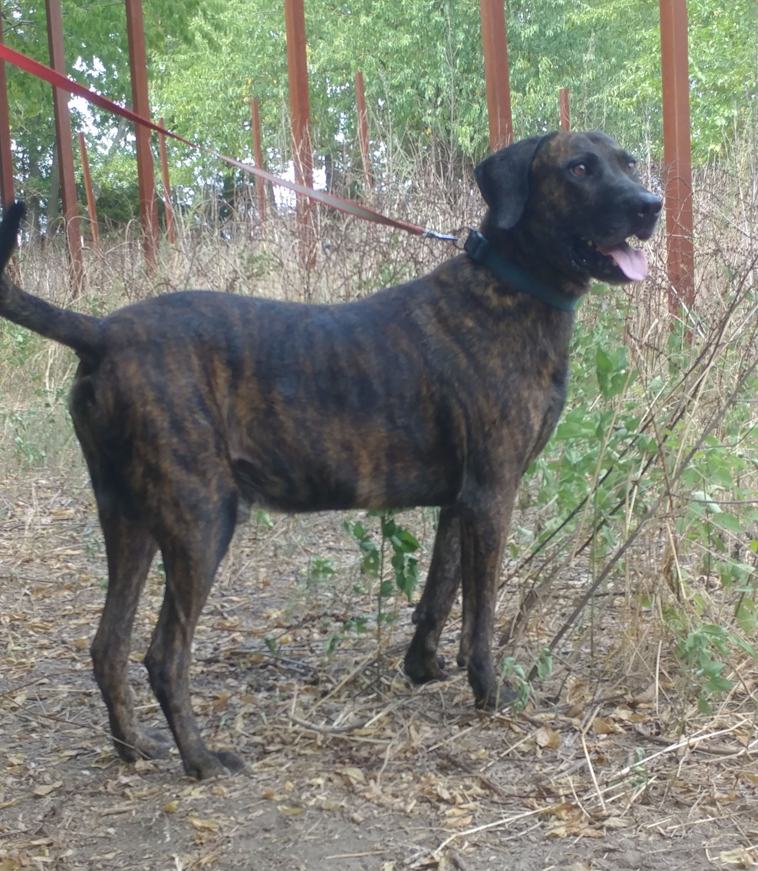 CashPlottie (sweet senior Plott Hound, age 12), an adoptable Plott Hound in Kaufman, TX, 75142 | Photo Image 6