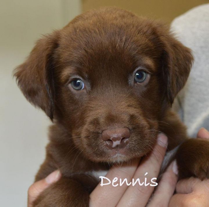 Dennis 1